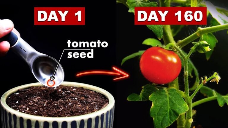 Growing Tomatoes from Seed: A Complete Guide for Beginners